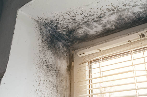 Affordable Mold Cleanup solutions in Bellevue, WA